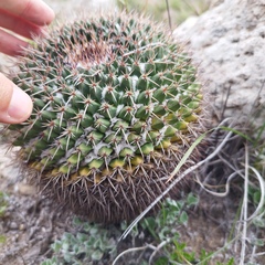 Mammillaria gigantea
