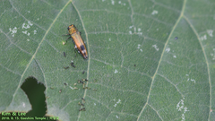 Agrilus chujoi
