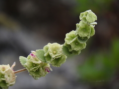 Pseudodictamnus acetabulosus