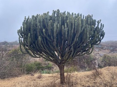 Euphorbia candelabrum