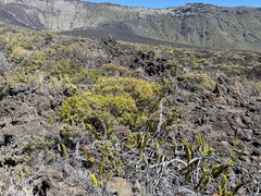 Polypodium pellucidum vulcanicum