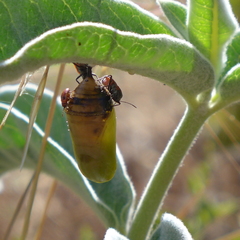 Lygaeus kalmii kalmii
