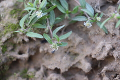 Eclipta prostrata