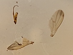 Clusiidae