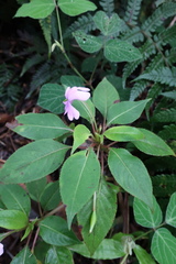 Impatiens kinabaluensis
