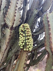 Euphorbia candelabrum