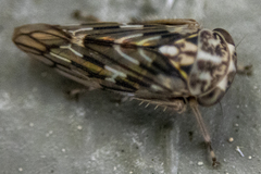 Idiocerus moniliferae