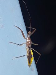 Epidaus famulus
