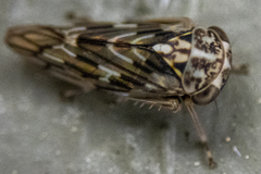 Idiocerus moniliferae