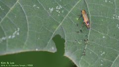 Agrilus chujoi