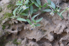 Eclipta prostrata