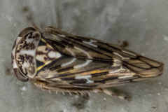 Idiocerus moniliferae