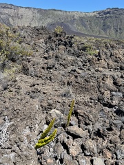 Polypodium pellucidum vulcanicum