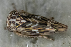 Idiocerus moniliferae