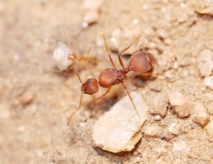 Pheidole fallax