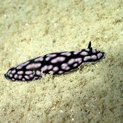 Phyllidiella pustulosa