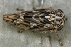 Idiocerus moniliferae