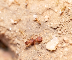 Pheidole fallax