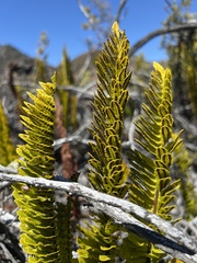Polypodium pellucidum vulcanicum