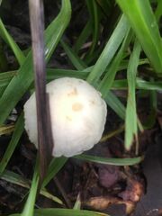 Panaeolus cyanescens