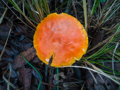 Gymnopilus allantopus