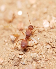 Pheidole fallax