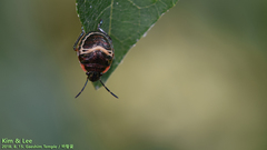 Poecilocoris lewisi
