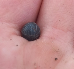 Armadillidium vulgare