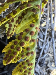Polypodium pellucidum vulcanicum