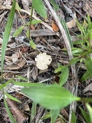 Cymatoderma caperatum