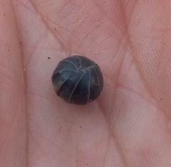 Armadillidium vulgare