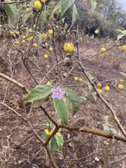 Solanum incanum