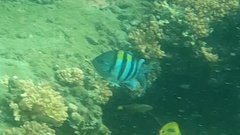 Abudefduf vaigiensis
