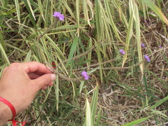 Verbena intermedia
