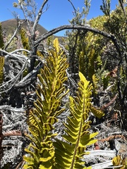Polypodium pellucidum vulcanicum
