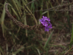Verbena intermedia