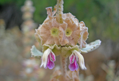 Pseudodictamnus acetabulosus