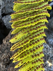 Polypodium pellucidum vulcanicum