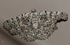 Aeolochroma subrubescens