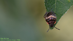 Poecilocoris lewisi