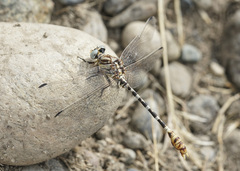 Erpetogomphus compositus