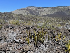 Polypodium pellucidum vulcanicum