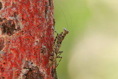 Fuga annulipes