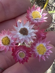 Achyranthemum paniculatum