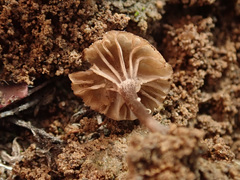 Arrhenia rustica
