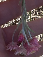 Achyranthemum paniculatum