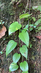 Epipremnum aureum