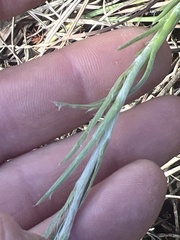 Achyranthemum paniculatum