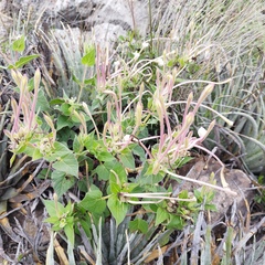 Mirabilis longiflora