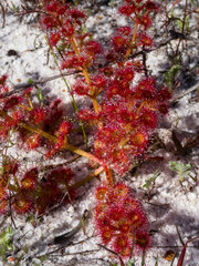 Drosera stolonifera